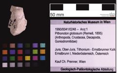 Foto (Objekt + Etiketten) von Pithonoton globosum (Remeš, 1895) (NHMW-GEO-1990-0041-0248)